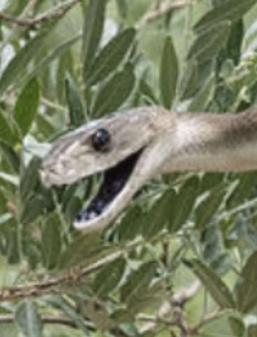 Black Mamba wants to strike&nbsp;me!